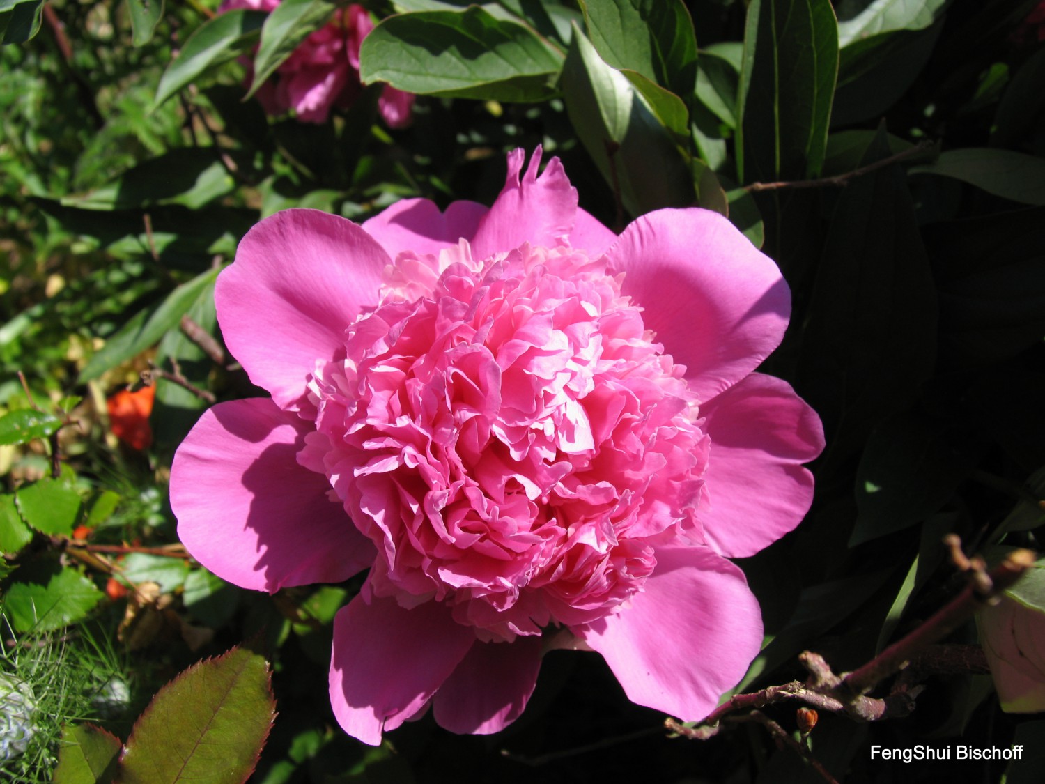 Pinkfarbene Pfingstrose, Päonie, im Feng Shui glückbringend besonders für Frauen, Feng Shui Bischoff, Schleswig Holstein-HH