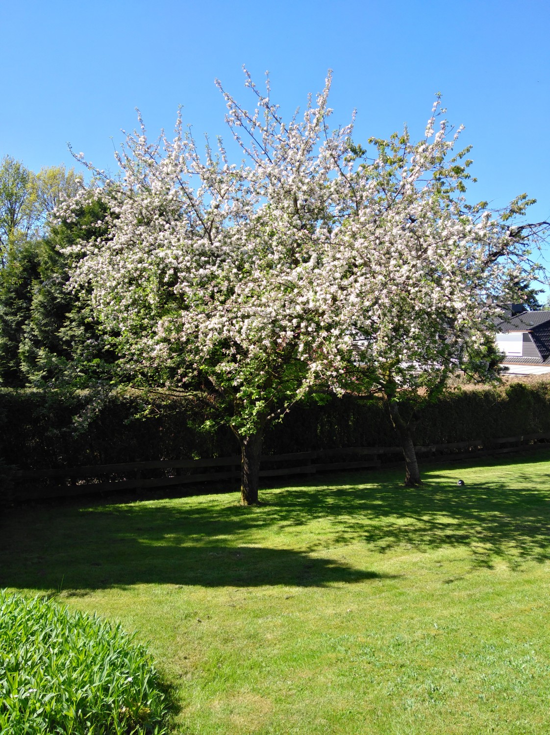 überbordende Blüte eines Apfelbaumes steht für die Kraft des Frühlings, Feng Shui Bischoff in Stormarn