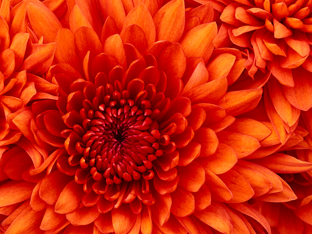 Rote Chrysantheme als Symbol für das Feuer der Periode 9, langes Leben, Glück. Feng Shui Silvia Bischoff bei Hamburg