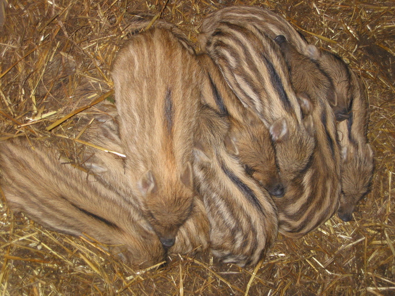 Wildschweinfrischlinge kuscheln im Stroh als Synonym für Glück, Feng Shui Bischoff Norddeutschland